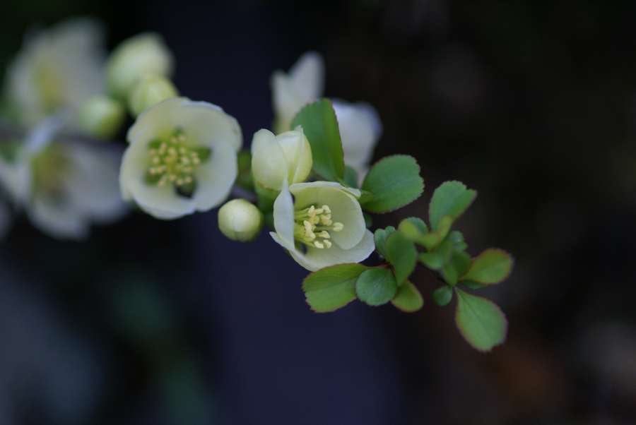 一人芝居　「花影の花」　水谷八重子_b0163381_23224277.jpg