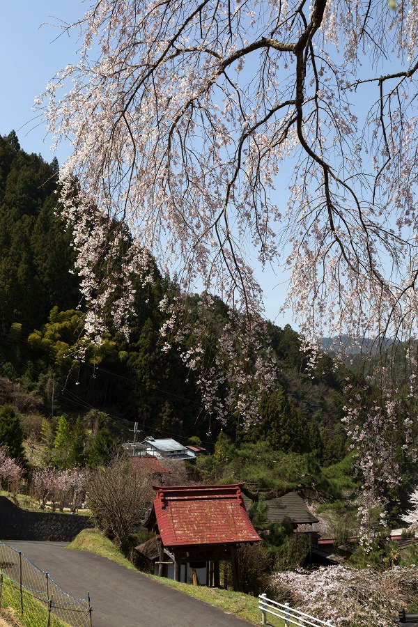 貝原の枝垂れ桜_e0244181_102687.jpg