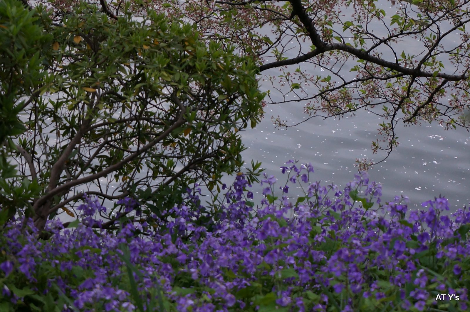 新宿御苑でお花見撮影会_b0107483_10463379.jpg