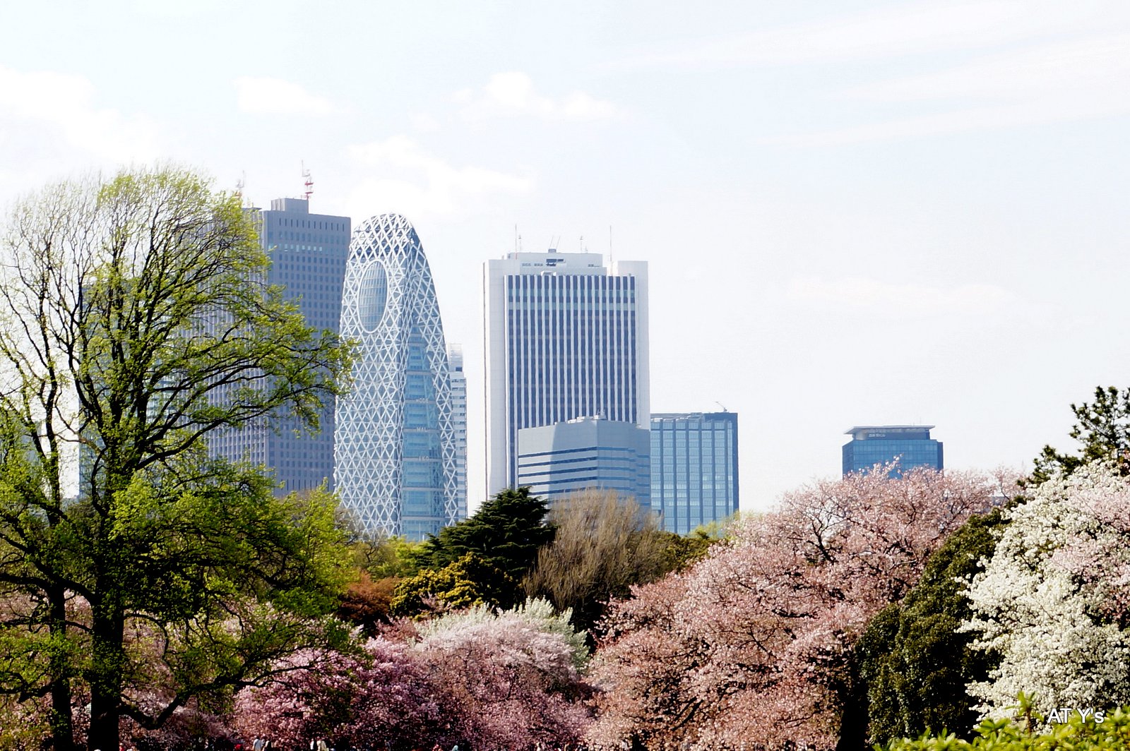 新宿御苑でお花見撮影会_b0107483_9252412.jpg