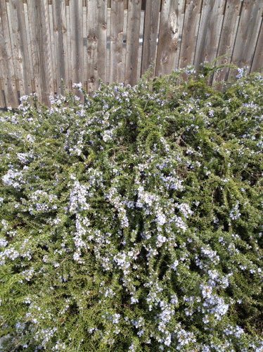 c0245883_13522552.gif