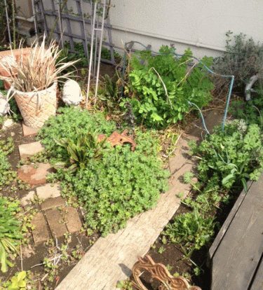 c0245883_13545420.gif