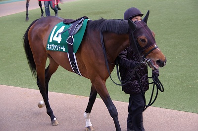 ２０１０年きさらぎ賞馬ネオヴァンドームが引退、種牡馬入り_b0015386_09823.jpg