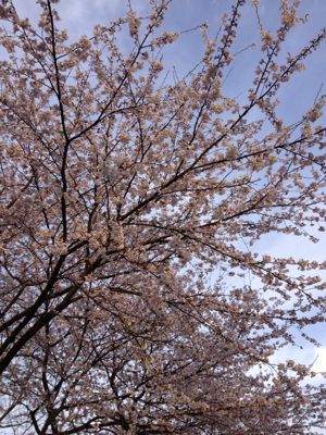桜さくら  ３_d0119487_722676.jpg