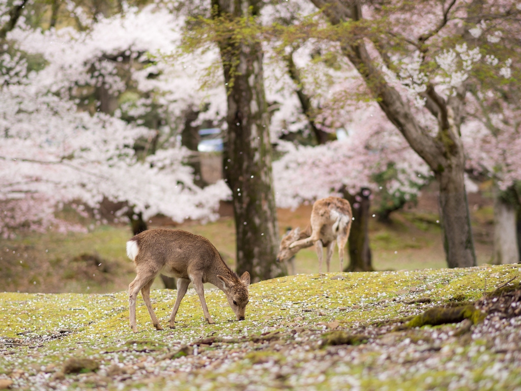 「鹿と桜 Part2」_a0133692_19173174.jpg