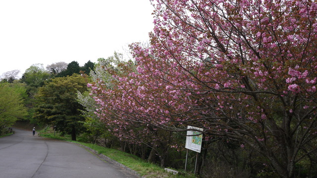 c0133096_15523791.jpg