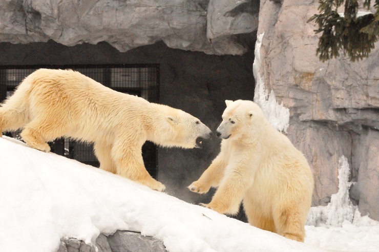 旭山動物園 ルル＆サツキ ｜ 2月8日_e0319302_11472892.jpg