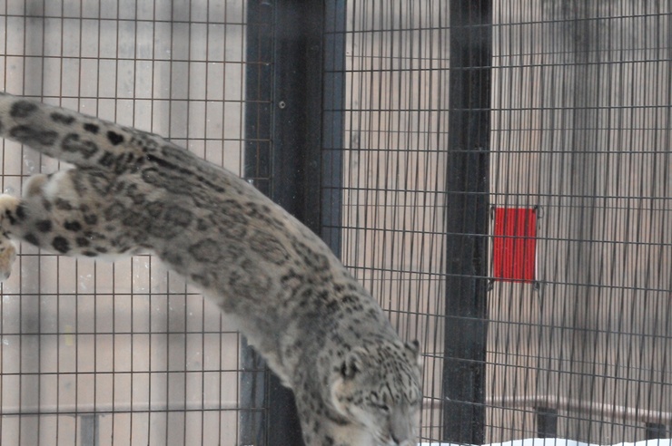 旭山動物園 ユキヒョウ ｜ ヤマト・ジーマ_e0319302_13193598.jpg