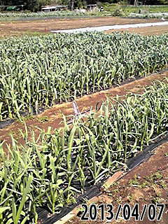 e0270403_1824486.jpg