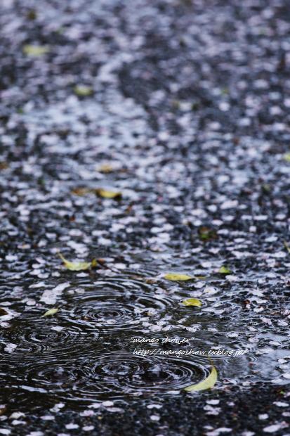 花散らしの雨_c0222804_2201339.jpg