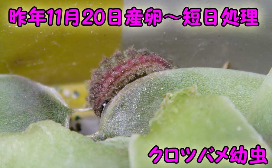 e0253104_2343588.jpg