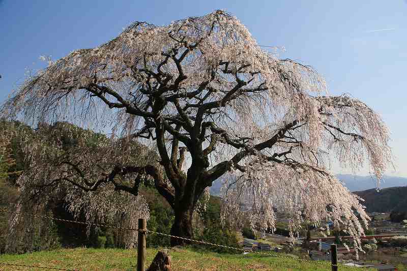 乙ヶ妻のしだれ桜　（おっかずま）_a0188405_21262848.jpg