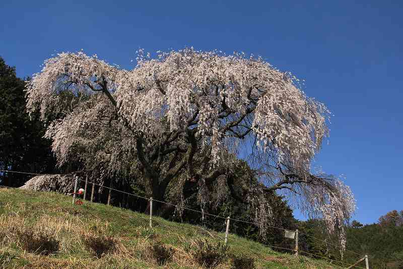 乙ヶ妻のしだれ桜　（おっかずま）_a0188405_21271213.jpg