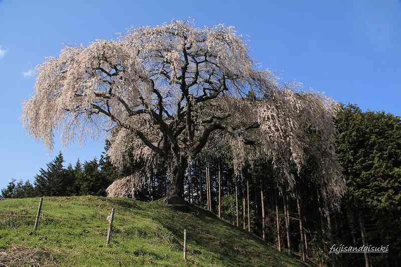 乙ヶ妻のしだれ桜　（おっかずま）_a0188405_21273739.jpg