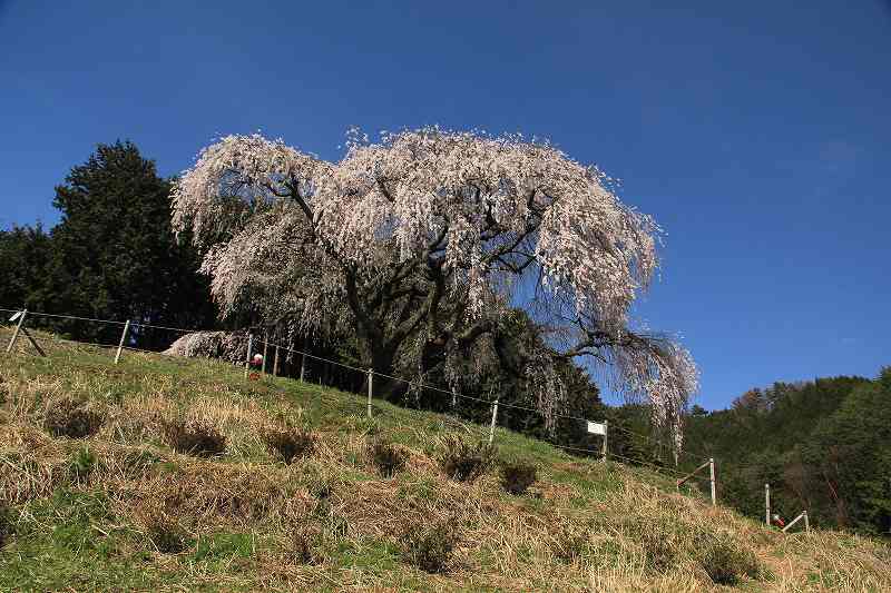 乙ヶ妻のしだれ桜　（おっかずま）_a0188405_2127423.jpg