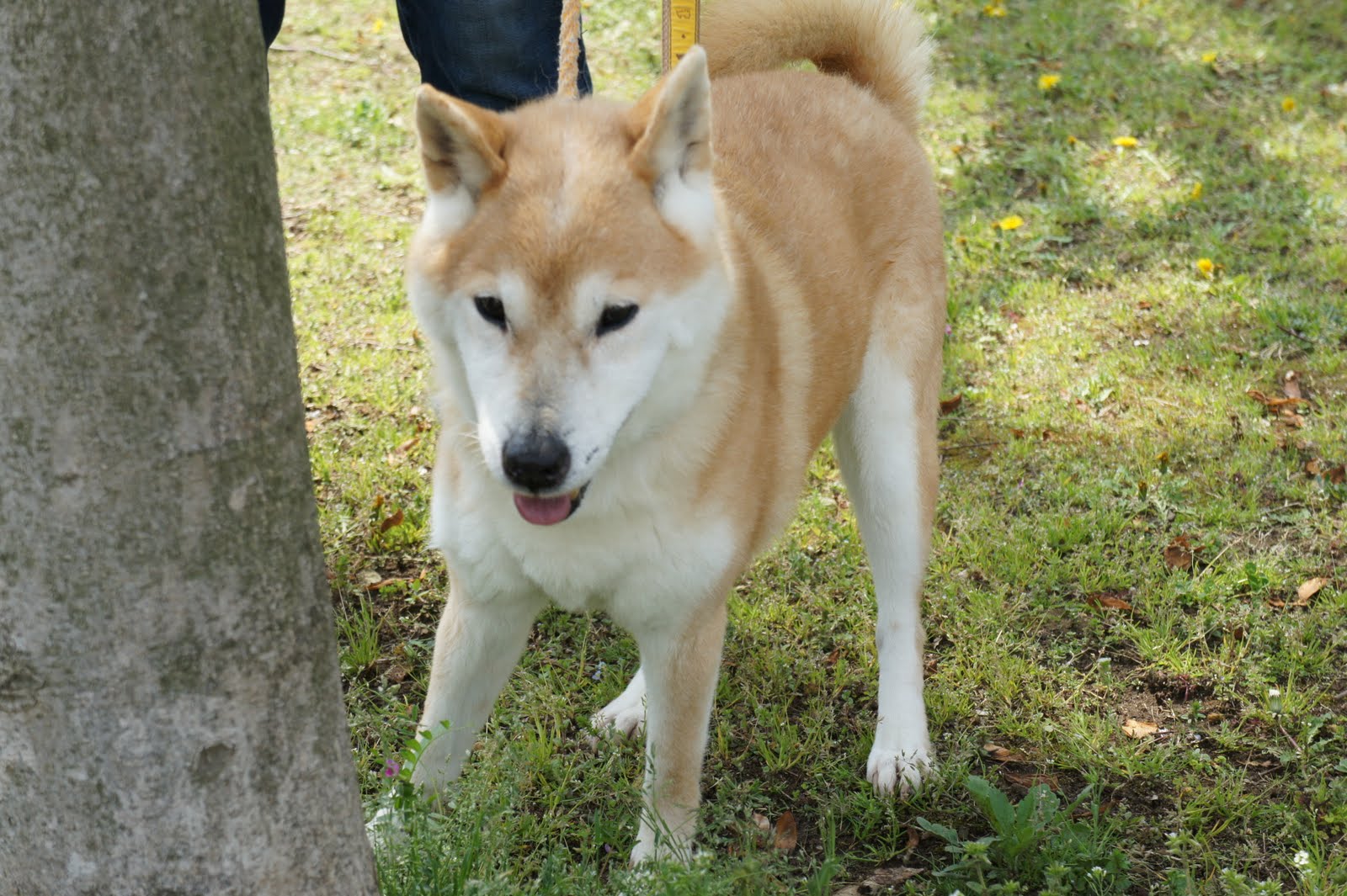 ４月５日お散歩報告−１_a0285205_2318865.jpg