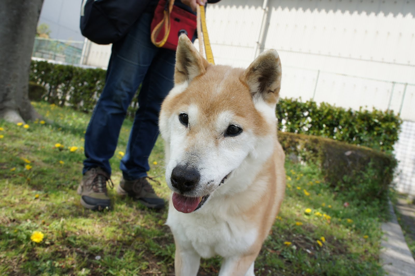 ４月５日お散歩報告−１_a0285205_2319322.jpg