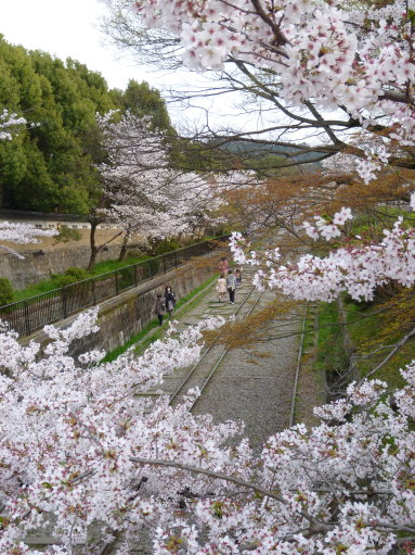 京都にて⑩　４月４日_b0254207_036411.jpg