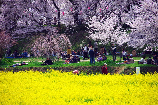 幸手市　権現堂の桜と菜の花_a0263109_11302667.jpg