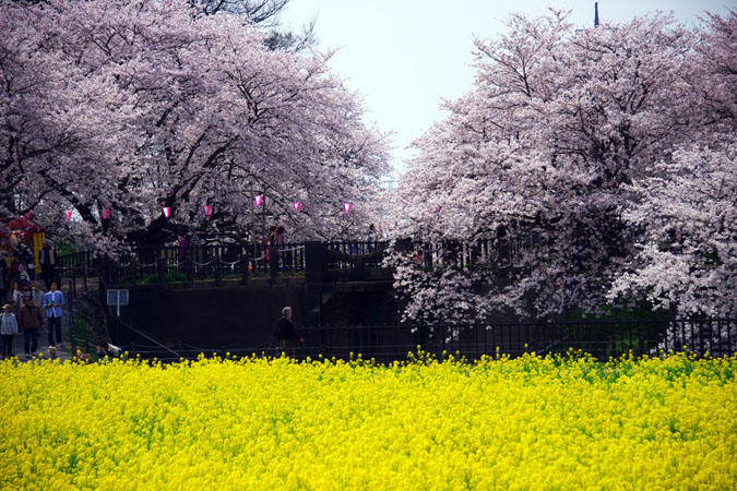 幸手市　権現堂の桜と菜の花_a0263109_11324898.jpg