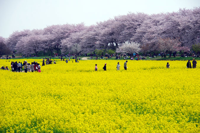 幸手市　権現堂の桜と菜の花_a0263109_11325733.jpg