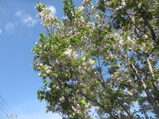「葉桜」は夏の季語!_d0091909_90935.jpg