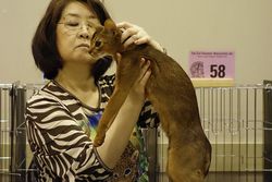 マヤちゃん CFAキャットショー_e0033609_16245873.jpg