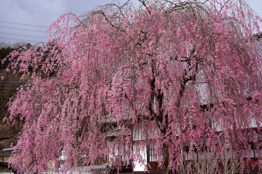 奥秩父は花の季節　- 2013年・秩父 -  _b0190710_21225712.jpg