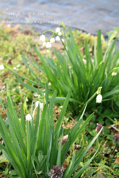 Garden Work その3_a0085317_11562294.jpg