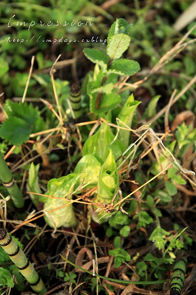 Garden Work その3_a0085317_11572789.jpg