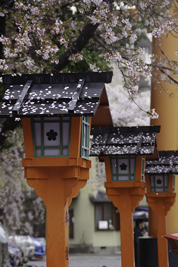 平野神社でお花見2013年_e0077517_1959590.jpg