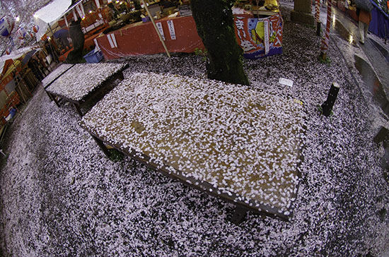 平野神社でお花見2013年_e0077517_2015697.jpg