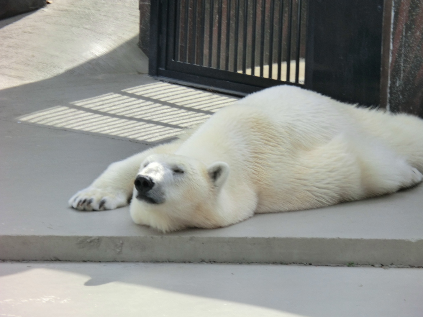 上野動物園_f0186021_2113449.jpg