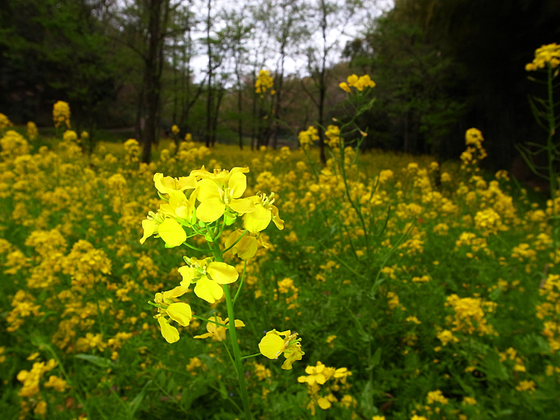 ２０１３年４月上旬　菜の花とチョウ_d0054625_21504180.jpg