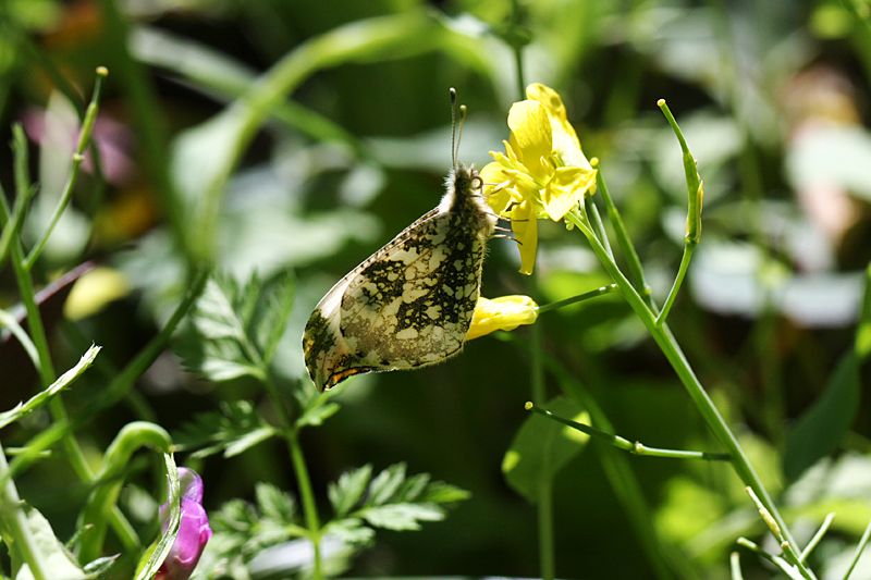 ２０１３年４月上旬　菜の花とチョウ_d0054625_22341027.jpg