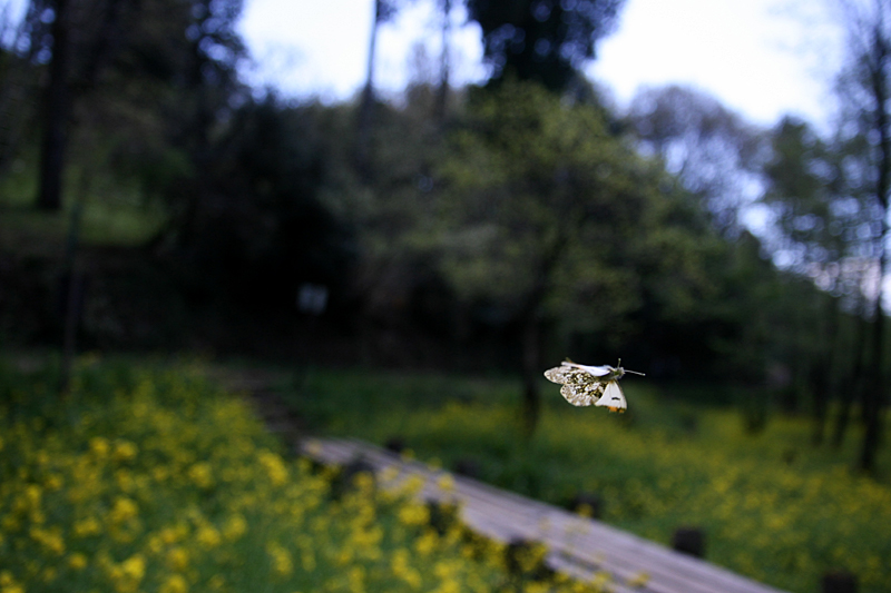 ２０１３年４月上旬　菜の花とチョウ_d0054625_22372465.jpg