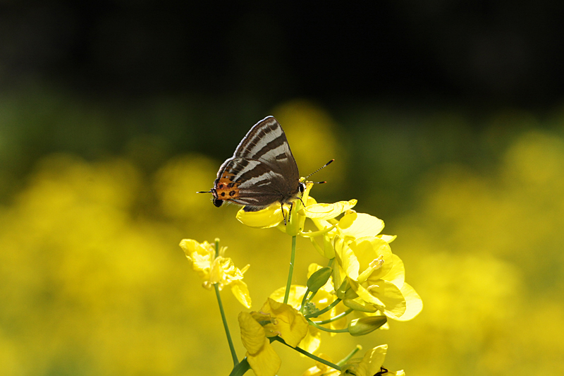 ２０１３年４月上旬　菜の花とチョウ_d0054625_22425990.jpg