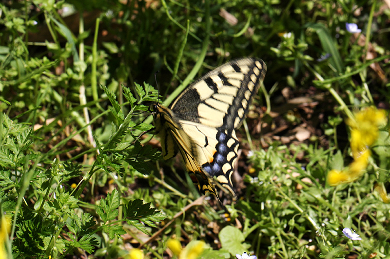 ２０１３年４月上旬　菜の花とチョウ_d0054625_225216.jpg