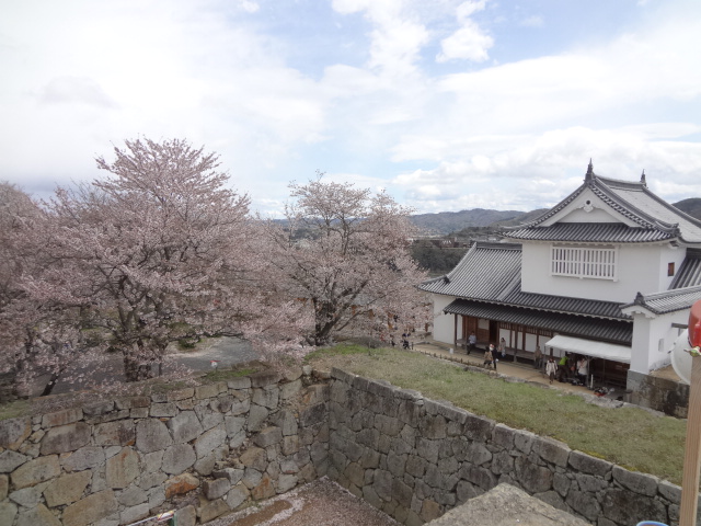 鶴山公園で花見を楽しむ_d0030026_22464055.jpg