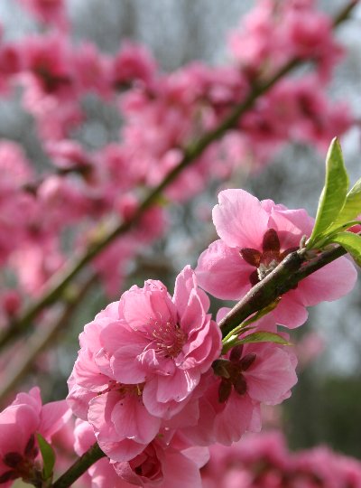 里山の野の花_e0021129_1242459.jpg