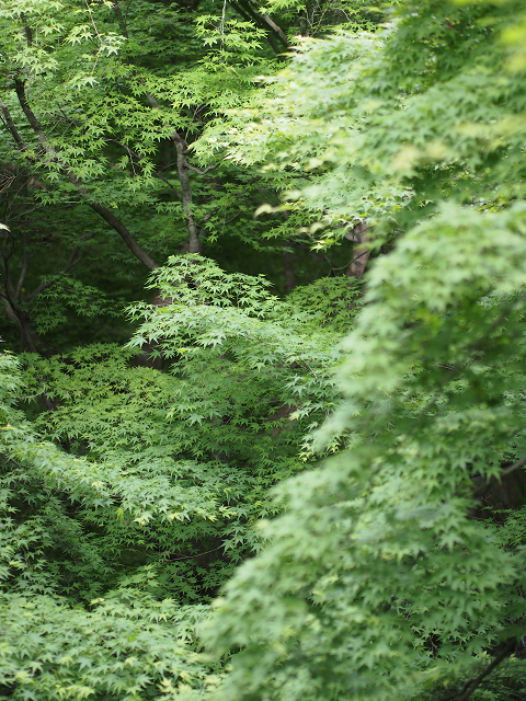 新緑の東福寺 －臥雲橋－_b0169330_10183050.jpg