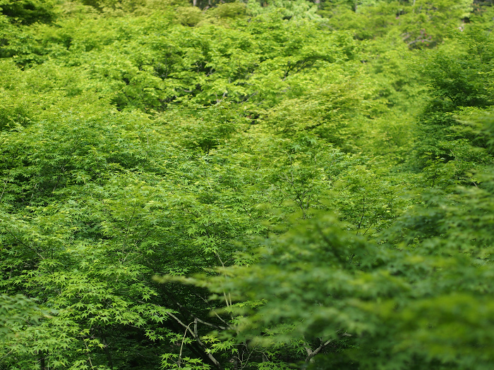 新緑の東福寺 －臥雲橋－_b0169330_10183172.jpg