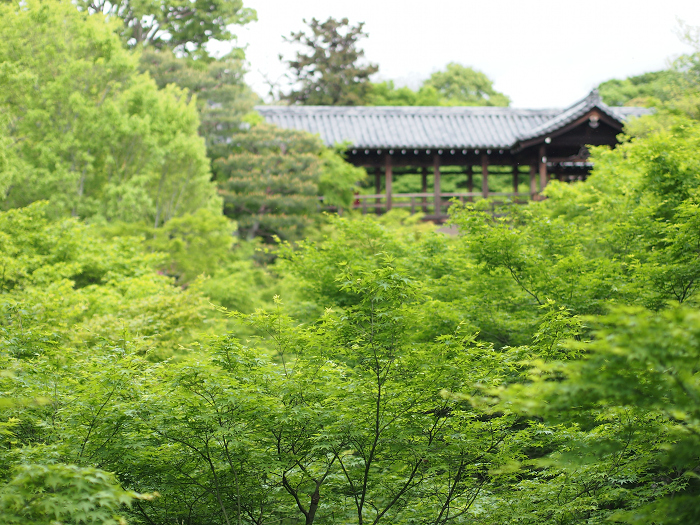 新緑の東福寺 －臥雲橋－_b0169330_10523489.jpg