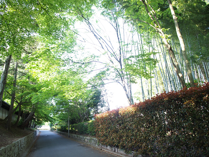 新緑の東福寺 －臥雲橋－_b0169330_18502554.jpg