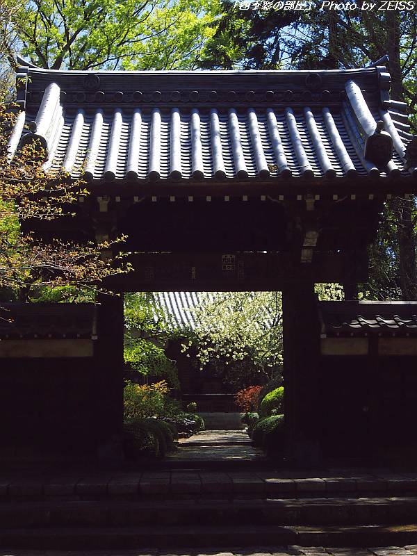 妙安寺の鬱金桜(ウコンザクラ)_a0195032_14554625.jpg