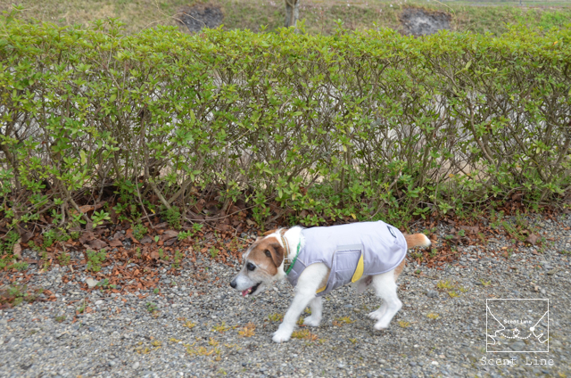 ご心配おかけしました_c0099133_12264415.jpg