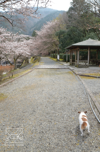 ご心配おかけしました_c0099133_1325422.jpg