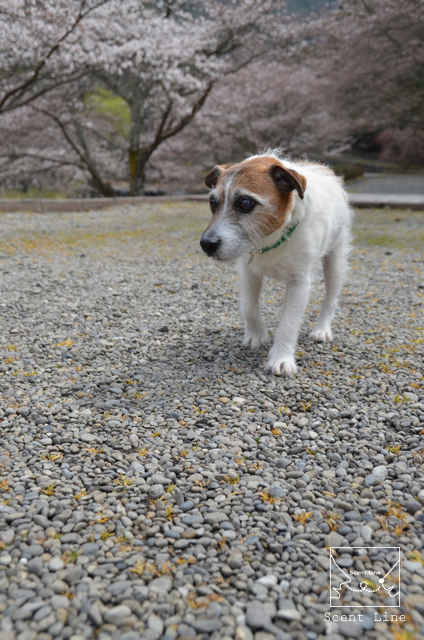 ご心配おかけしました_c0099133_1373225.jpg