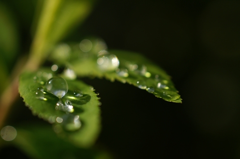 雨の後に_d0049434_2332243.jpg