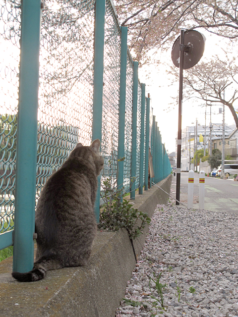 桜、　散りゆく　2013/04/04-thu_f0031535_20303294.jpg